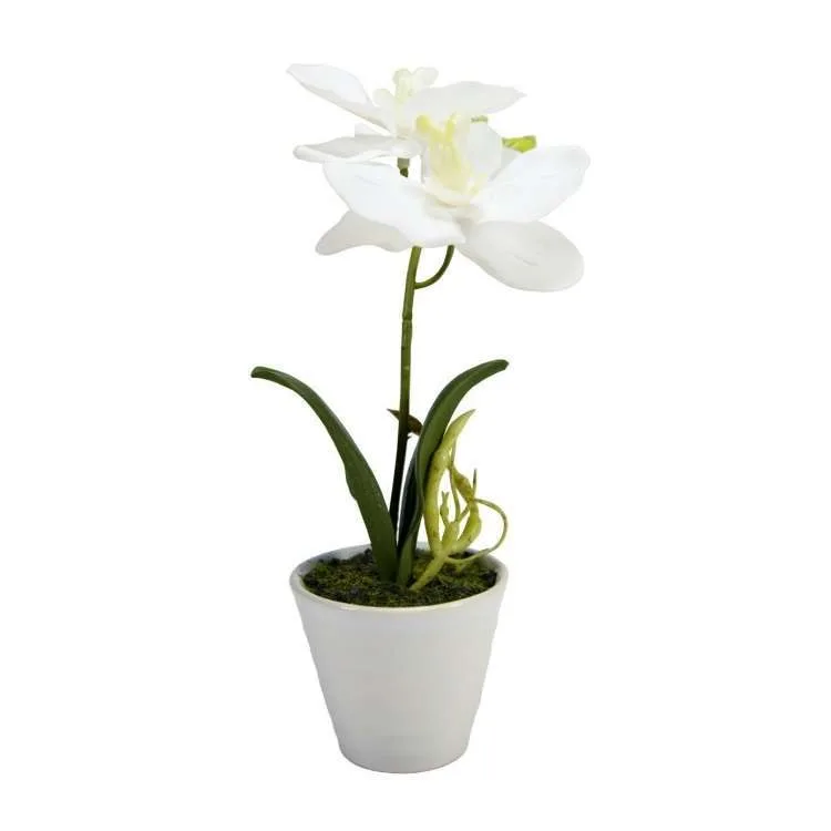 Classic jar with Orchid - h 19 cm