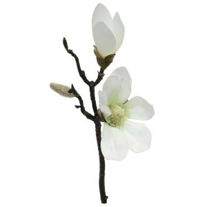 Magnolia Plumier - h 30 cm