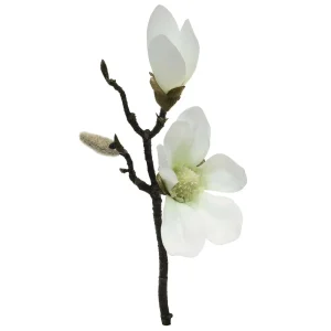 Rametto Magnolia Plumier – h 30 cm