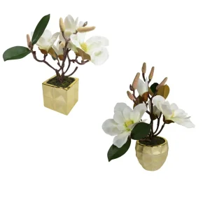 Set Magnolia Plumier in Vaso – h 33/38 cm (2 Assortimenti)