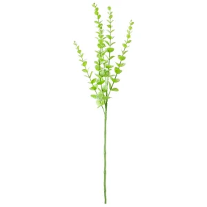 Pachira h 75 cm