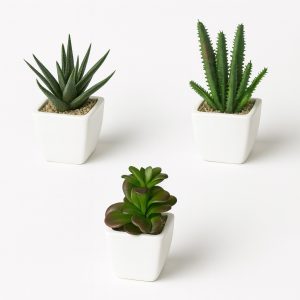Set de plantones de suculentas h 12 cm 3 surtidos