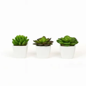 Set piantine grasse h 7,5 cm 3 assortimenti