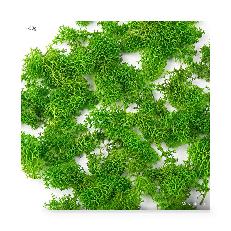 Bag of green lichen about 50 grams