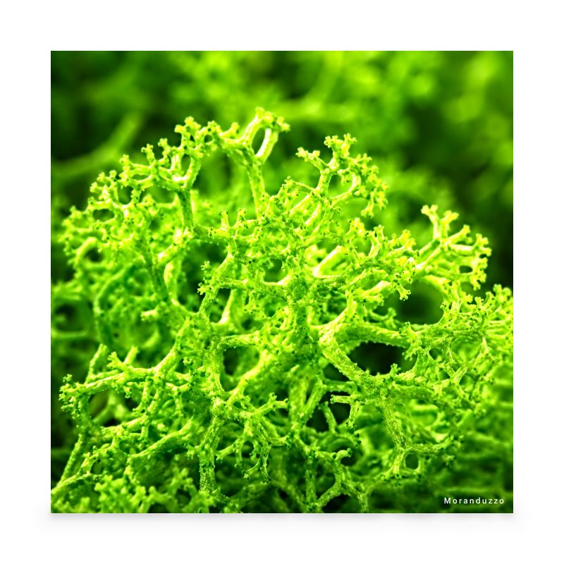 Bag of green lichen about 50 grams