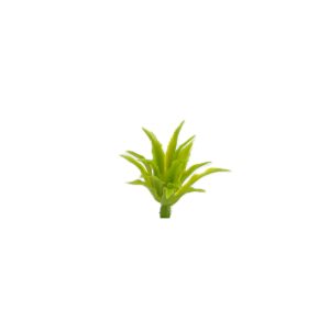 Agave cm 3
